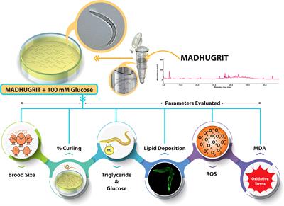 Anti-hyperglycemic contours of Madhugrit are robustly translated in the Caenorhabditis elegans model of lipid accumulation by regulating oxidative stress and inflammatory response